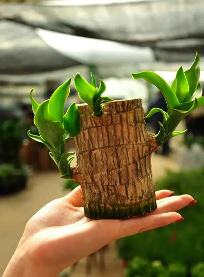 Brazilian Lucky Wood Mini Home Plant Decorations